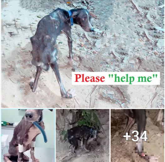 Heartbreaking Scene: Abandoned Dog Left Chained to a Tree in Desperate Need of Help