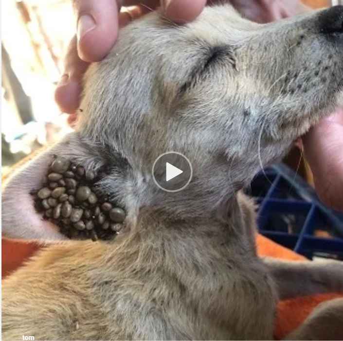 “Bug-Infested Pup Pleads for Help: Heart-rending Scene Calls for Compassion and Action”