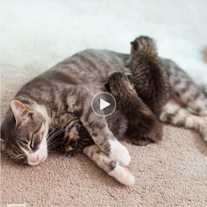 “Feline Healing: How a Mother Cat Found Comfort in Adopting Three Abandoned Kittens”