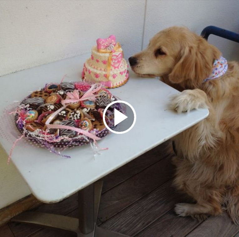 “15 Years of Waiting: A Dog’s Emotional First Birthday Cake Celebration”