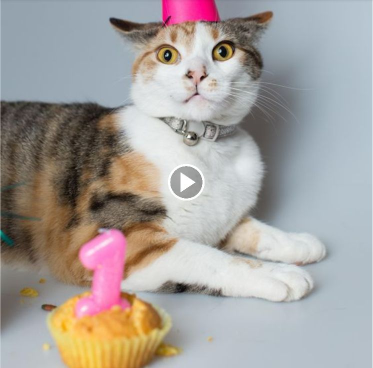 Celebrating Our Feline’s Birthday: Sending Love to Our Precious Cat with Mesmerizing Gaze!