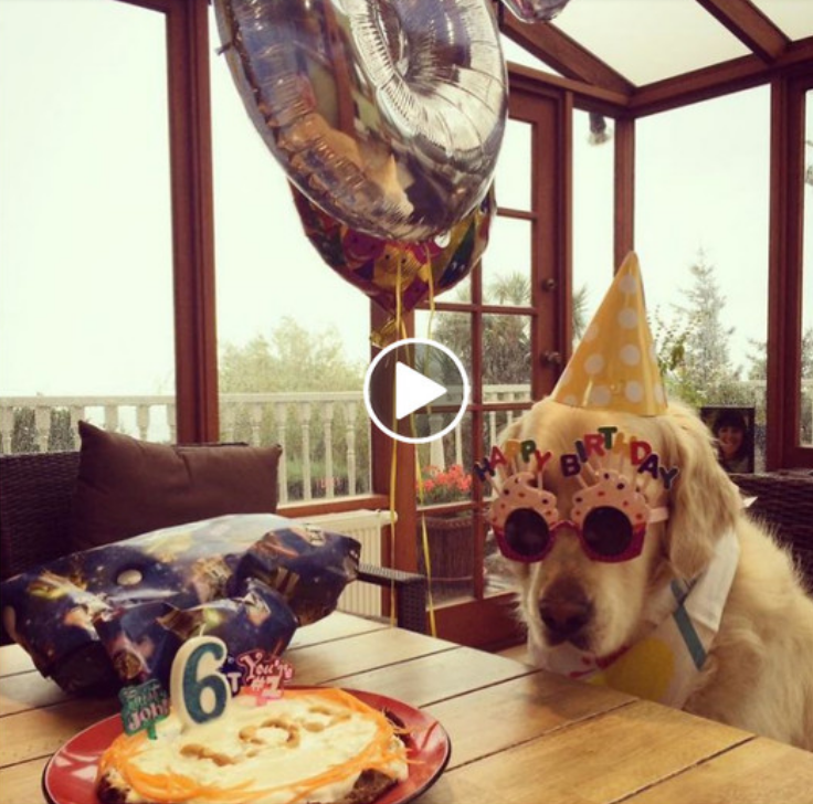 “Cheers to My Furry Best Friend: Celebrating the Birthday of My Beloved Doggo!”