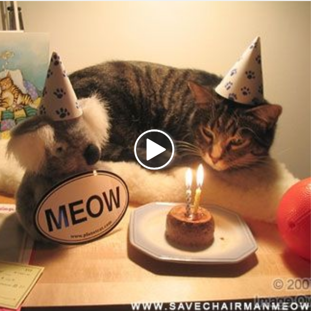“Meow-sical Celebrations: Feline Fun on Kissa’s Special Day!”