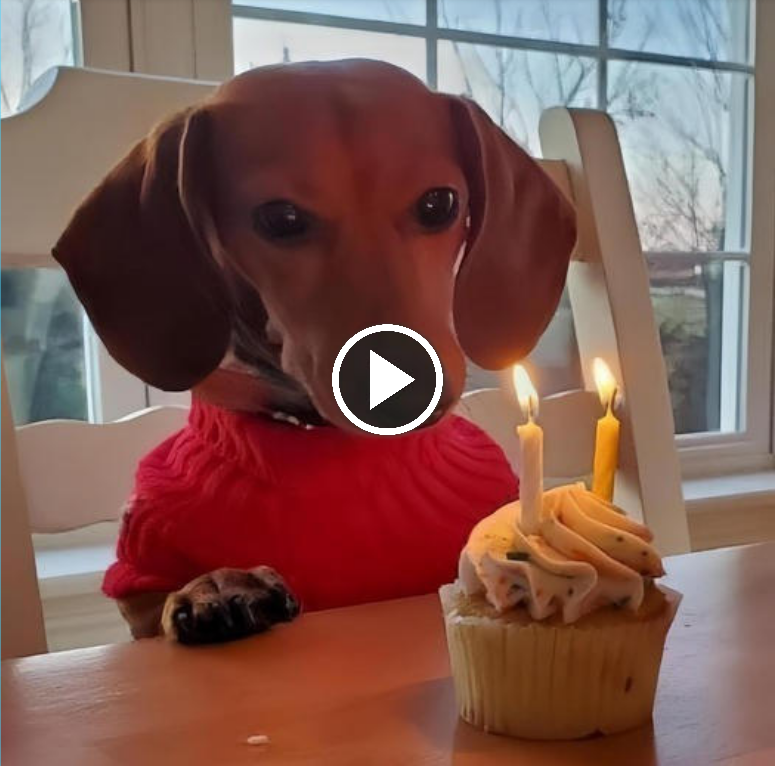 A Heartwarming Moment: A Dog Cries Tears of Joy as Owner Celebrates His First Birthday