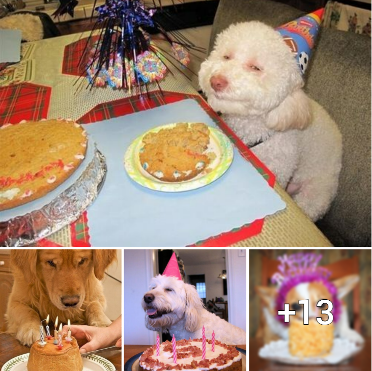 “Pawsitively Adorable: Canine Birthday Bash with Cakes and Smiling Furry Friends!”