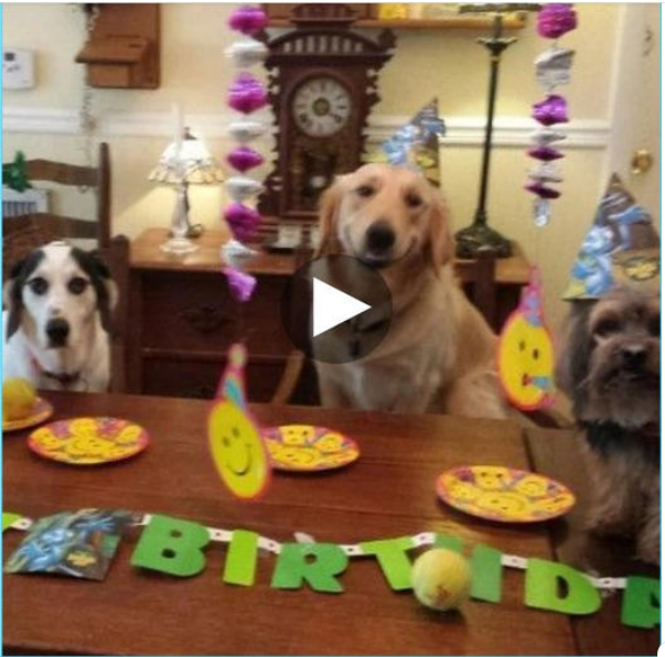 Honoring Your Pooch’s Birthday: Tips for Throwing a Bark-tastic Celebration
